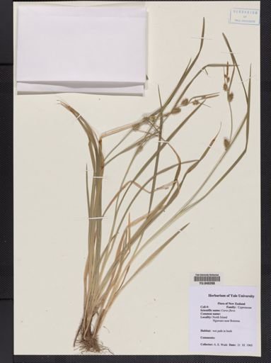 Carex flava