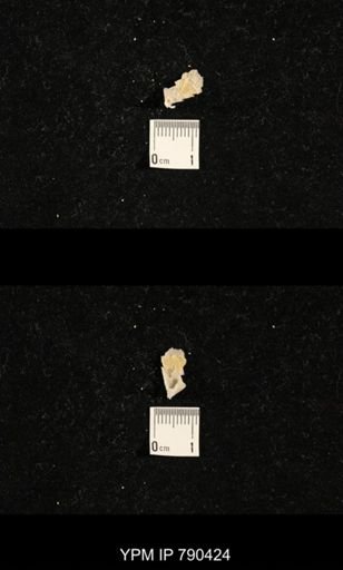 taxon undetermined