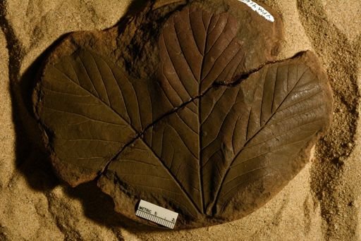 Sassafras cretaceum