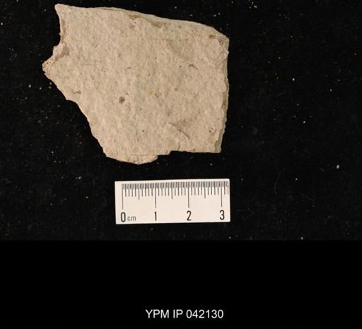 undet. Hymenoptera