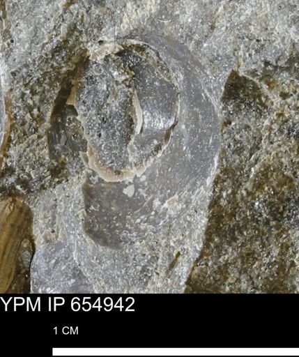 undet. Mollusca