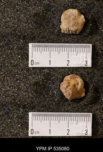 Scaphites cf. hippocrepis