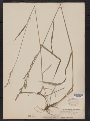 Festuca elatior