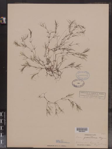 Najas gracillima