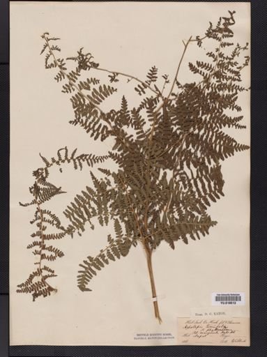 Hypolepis