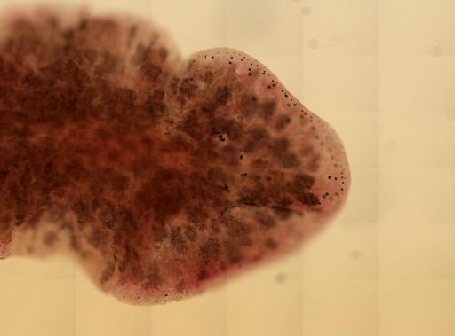 Stylochus oculiferus