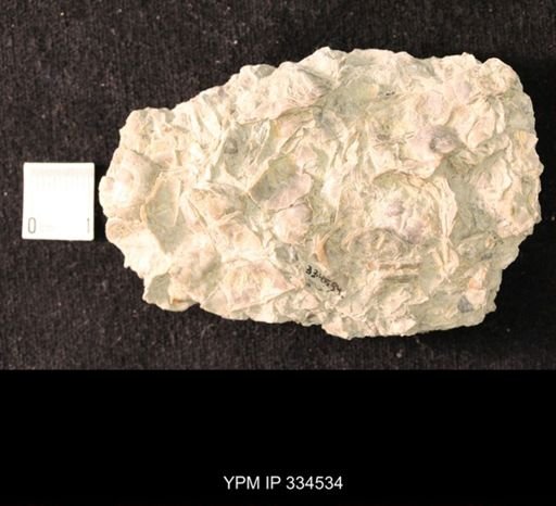 Mesolobus sp.