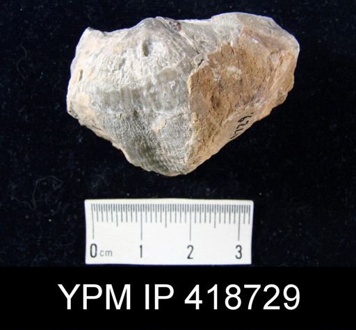 undet. Productidae