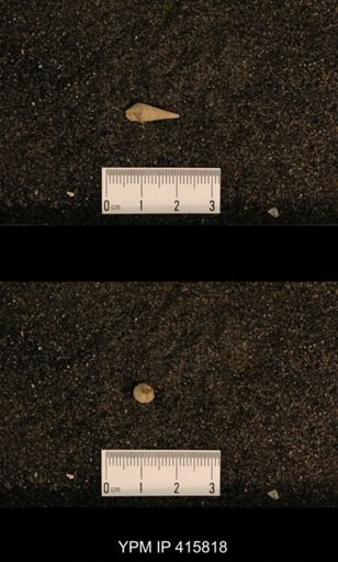 Meekospira choctawensis
