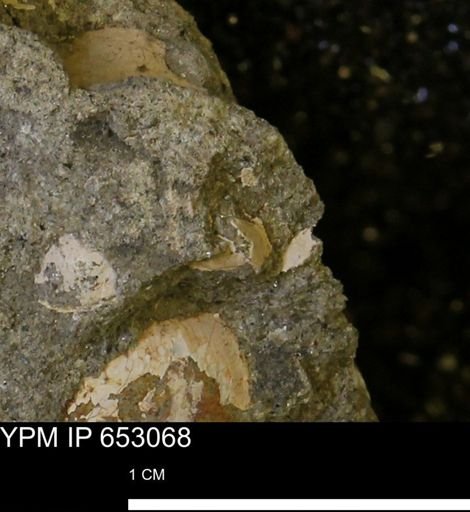 undet. Mollusca