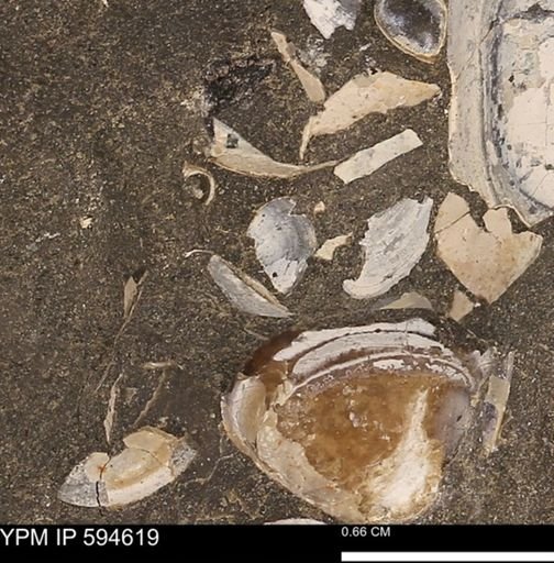 Protocardia sp.