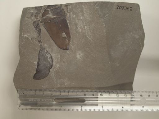 Eurypterus sp.