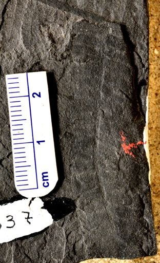 Pecopteris sp.