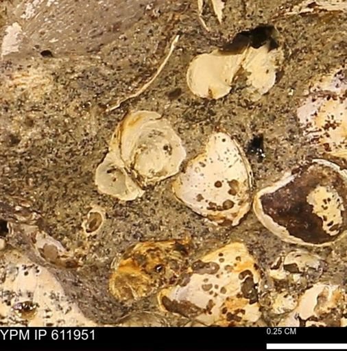 Protocardia subquadrata