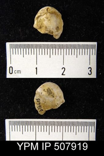 Terebratula elongata