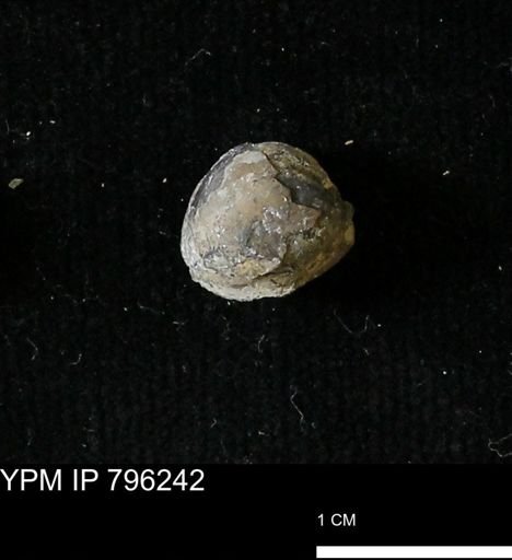 Protocardia subquadrata