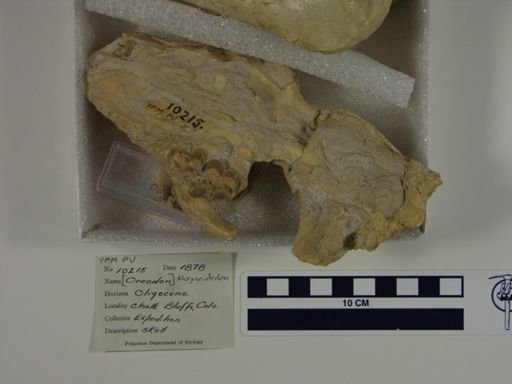 Merycoidodon sp.