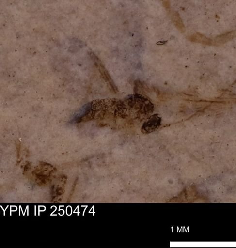 undet. Diptera