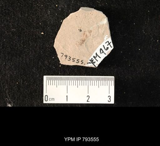 undet. Hexapoda