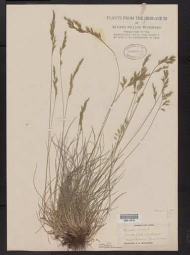 Festuca ovina