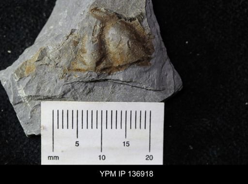 Ctenocephalus maltheus