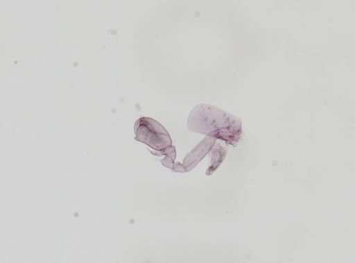 Hyalella cf. azteca