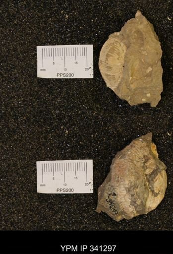 Scaphites sp.