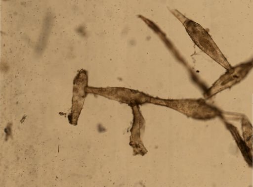 Paludicella articulata