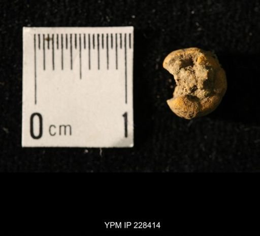 Pseudorthoceras knoxense