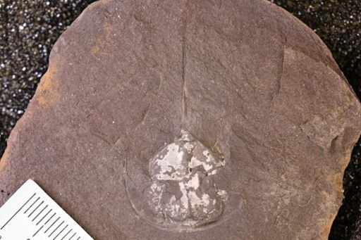 Euproops danae