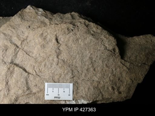 undet. Ostracoda