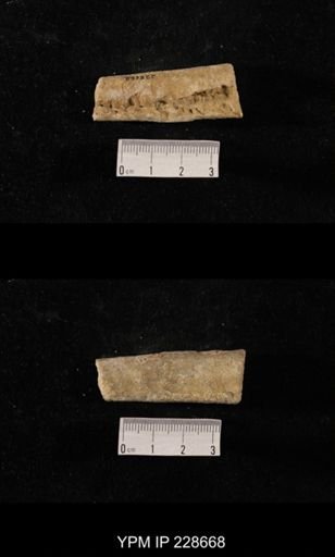 Orthoceras
