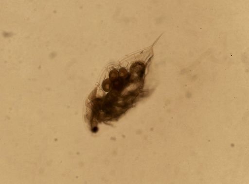 Daphnia pulex