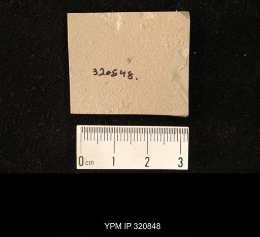 undet. Hymenoptera