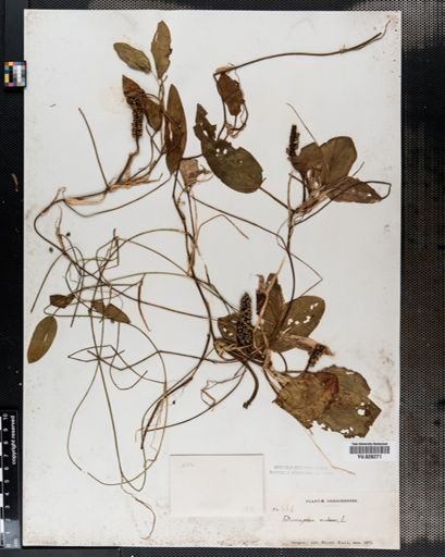 Potamogeton natans
