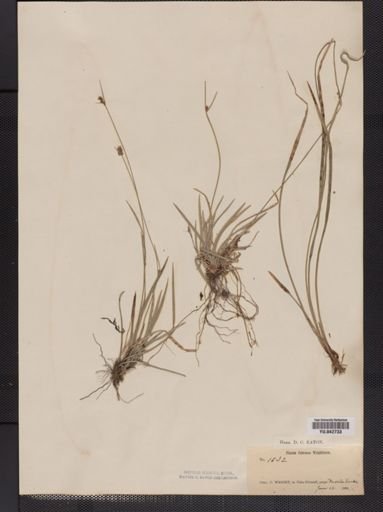 Plantae