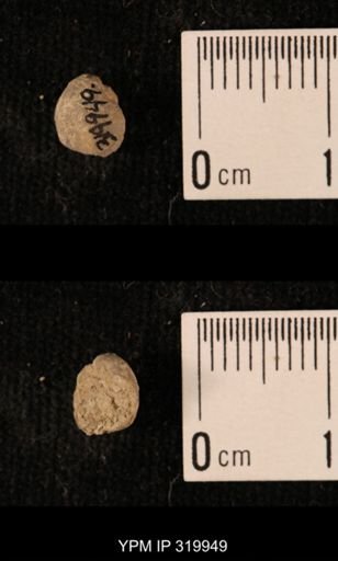 Ambocoelia planoconvexa