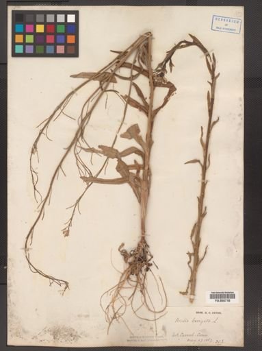 Arabis laevigata