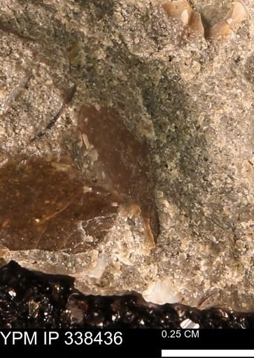 undet. Mollusca