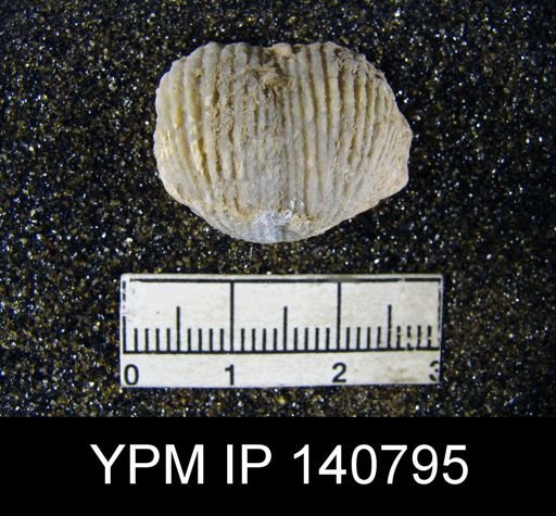 Productus (Dictyoclostus) gratiosus