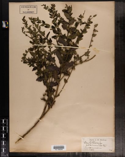 Plantae