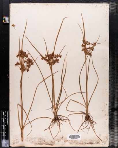 Cyperus dentatus