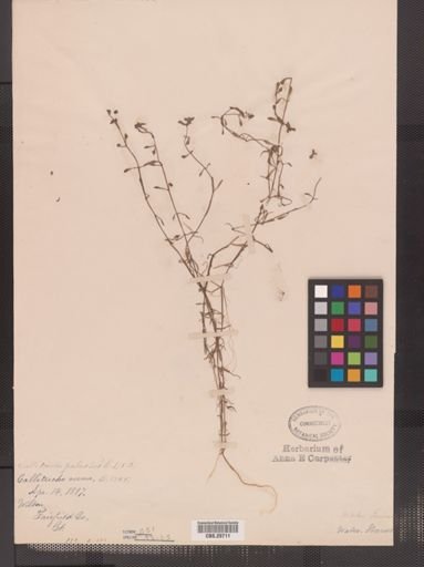 Callitriche palustris