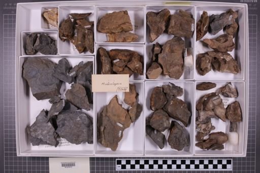 mixed taxa, stratigraphic collection
