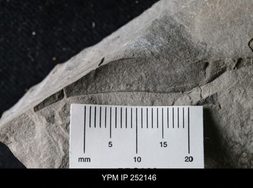 undet. Eurypterida