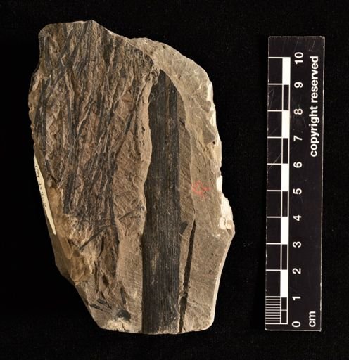 Neocalamites hoerensis