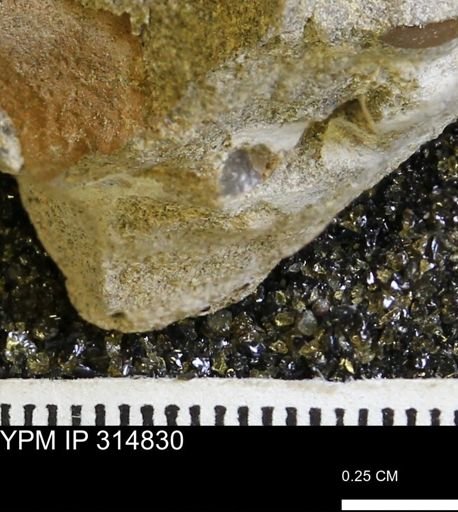 undet. Mollusca