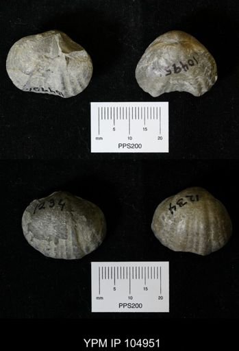Parastrophia lenticularis