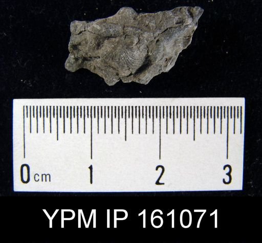 Rhipidomella uberis sola