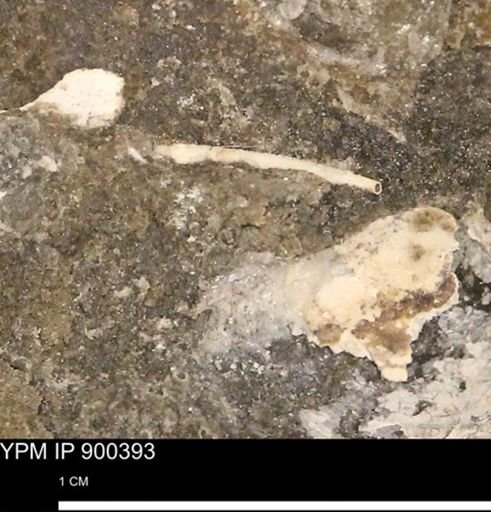 undet. Mollusca